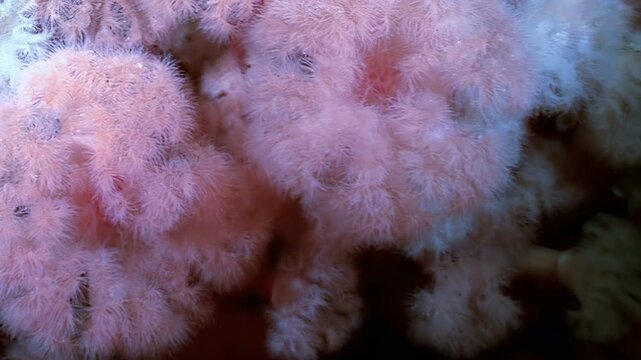 Experience a captivating underwater world, where Metridium senile sea anemones sway gently in the cold Arctic currents. These gentle giants filter feed, creating a beautiful spectacle.