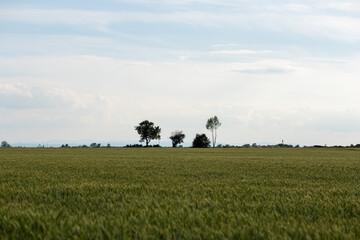 Panoramiczny krajobraz pola uprawnego w okresie wzrostów pory letniej w zachodniej Polsce © mbugajsky