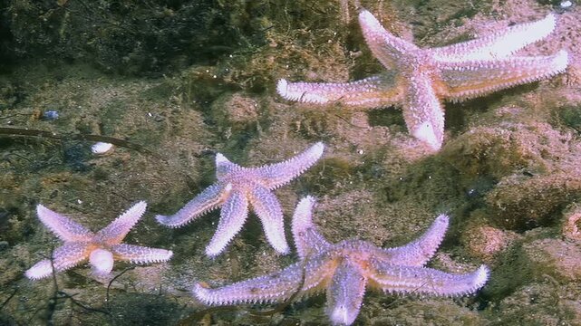 Several starfish are seen on the sea floor in the shallows of the White Sea. They are various sizes and colors, clustered together in a natural environment.