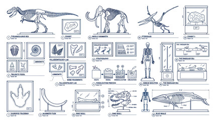 Paleontology Museum Display: Dinosaur, Mammoth, Pterodactyl Skeletons & Fossils © udin