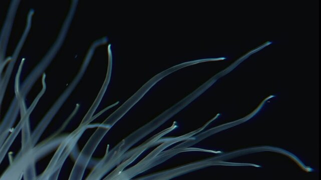 Watch the ethereal dance of the Metridium senile. Soft tentacles sway in the dark depths of the Arctic Ocean. Marvel at these beautiful creatures thriving in the icy cold.