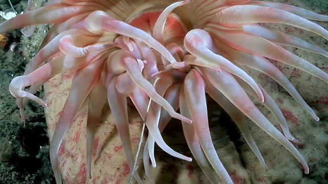 Delicate Aulactinia stella sways gently. Its tentacles reach out. This sea anemone inhabits frigid Arctic waters, thriving in a unique underwater ecosystem. Its beauty shines.