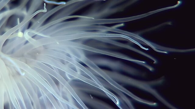 A close encounter with Metridium senile in the Arctic. The sea anemone's tentacles sway gracefully in the cold current, capturing the beauty of underwater life.