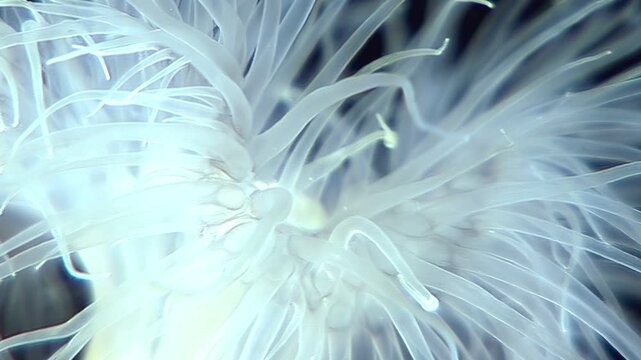Experience the gentle sway of a Metridium senile sea anemone. Its delicate tentacles pulse in the cold depths of the Arctic Ocean, a mesmerizing ballet of underwater life.