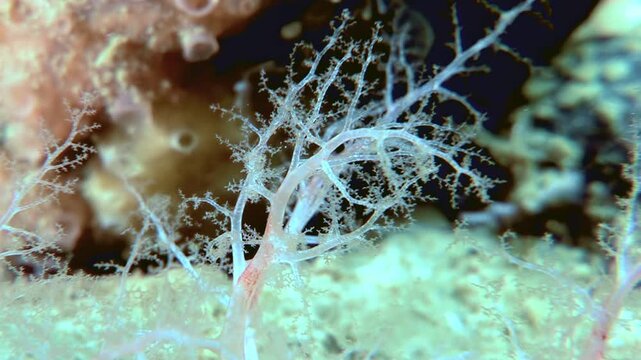 In the cold waters of the Arctic, a Cucumaria Miniata, also known as the orange sea cucumber, extends its delicate tentacles to capture and consume plankton floating by.