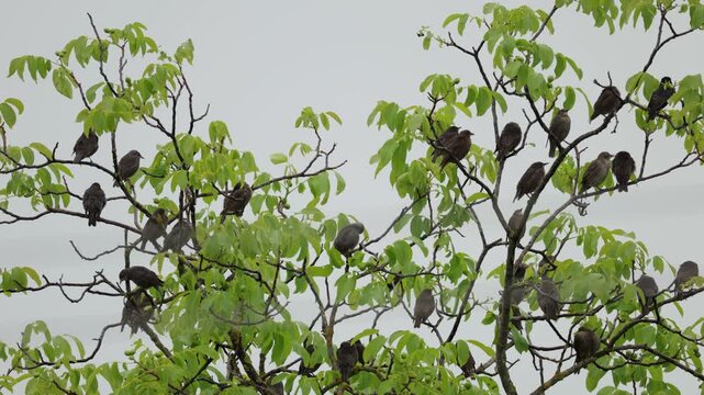 Numerous young starlings gather in a large flock, sitting on the branches of a lush walnut tree with bright green summer leaves against a cloudy sky, demonstrating their natural social behavior.