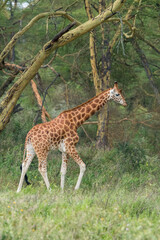 Obraz premium Jirafas en Kenia