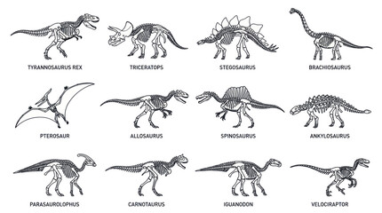 Collection of Dinosaur Skeletons, Prehistoric Creatures, Ancient Reptiles © Varel
