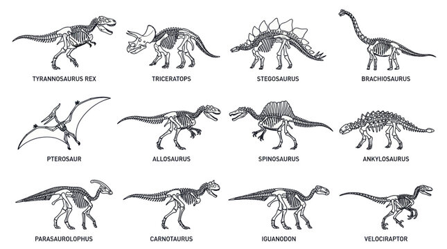 Collection of Dinosaur Skeletons, Prehistoric Creatures, Ancient Reptiles