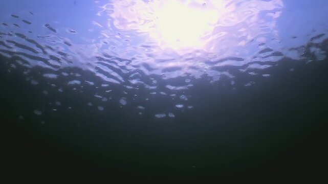 Sunlight streams from above as gentle ripples play across the water's surface. Bubbles float upwards in this serene underwater excursion near the coastline of the Pacific Northwest.