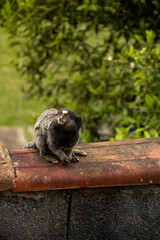Obraz premium marmoset
