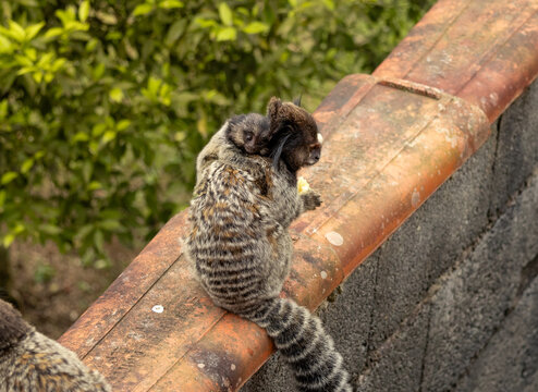 baby marmoset 