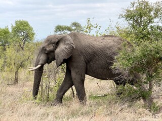 Fototapeta premium Majestic elephant traversing through grassy plains in Kruger National Park, South Africa.