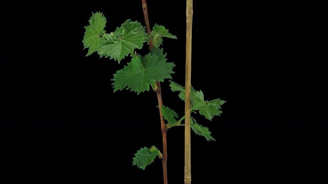 Time lapse of growing leaves on a grapevine branch with ALPHA transparency channel isolated on black background