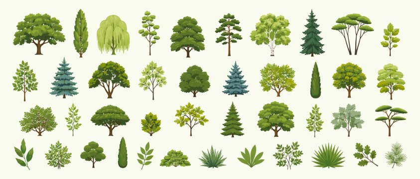 Lush green forest tree set with leafy crowns, trunks, deciduous and conifer plants, summer woodland foliage flat vector illustration isolated