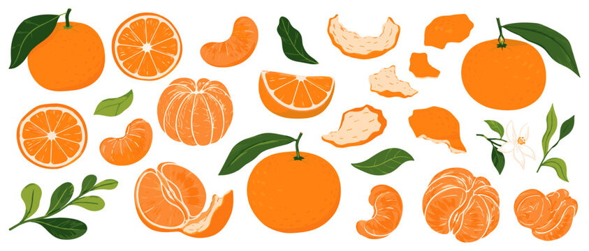 Ripe mandarin orange collection with juicy tangerine slices, peeled citrus fruit, satsuma pieces, whole fruit and skin vector illustration