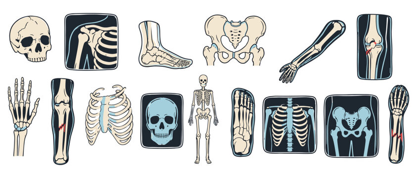 Medical anatomy seamless pattern of human bones, skull, chest ribs, pelvis, foot and arm joints, hand drawn skeleton vector for x ray scan and injury checkup