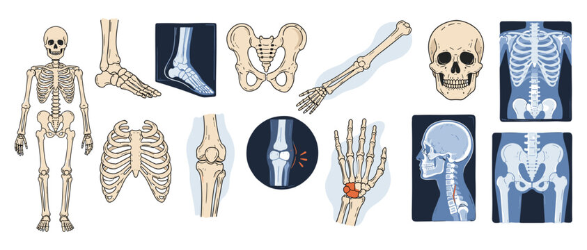 Human skeleton body parts seamless pattern with skull, ribs, pelvis, arm, foot and knee bones, hand drawn medical anatomy vector for hospital checkup