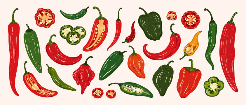 Hand drawn chili pepper collection with red and green hot peppers, whole sliced cut vegetable elements for farm market food vector illustration isolated