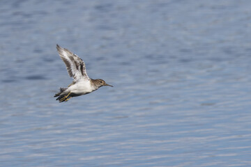 Naklejka premium Common Sandpiper in Flight Over Water