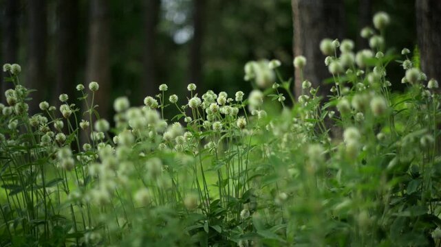 White clover flowers blooming in meadow grass with swirly bokeh