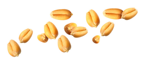 Wheat grains flying in air against white background