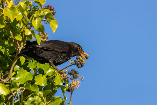 Male Blackbird Eating an Ivy Berry