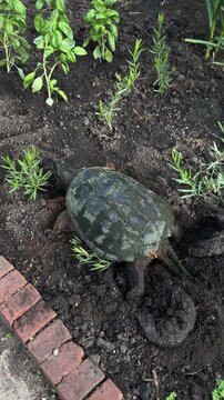A common snapping turtle laying and burying her eggs in a garden.