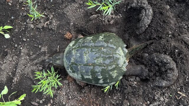 A common snapping turtle laying and burying her eggs in a garden.