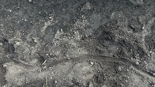 Following a trail in dirt that leads to a  common snapping turtle laying and burying her eggs in a garden.