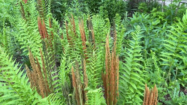Cinnamon ferns in a garden.