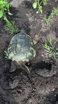 A common snapping turtle laying and burying her eggs in a garden.