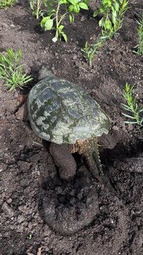 A common snapping turtle laying and burying her eggs in a garden.