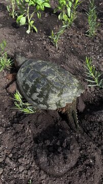 A common snapping turtle laying and burying her eggs in a garden.