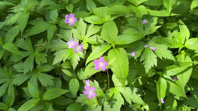 Wild geranium - geranium maculatum - in a forest in rural Minnesota on a summer day.