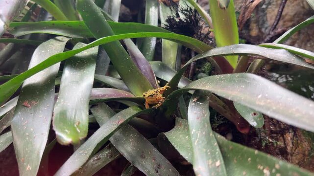 A Panamanian Golden Frog resting on a plant.