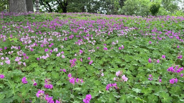 A beautiful field of geranium macrorrhizum 'Ingerwersen's Variety' bigroot geranium.