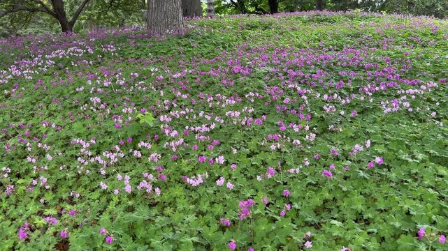 A beautiful field of geranium macrorrhizum 'Ingerwersen's Variety' bigroot geranium.