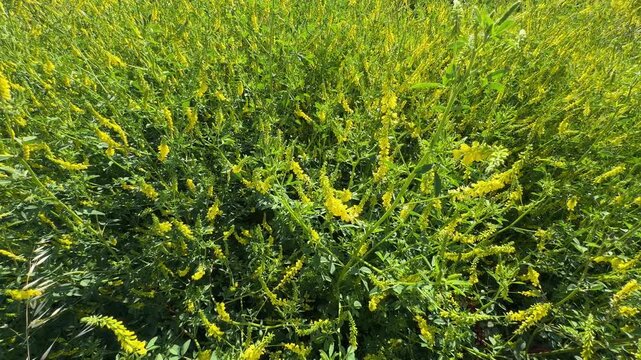 Close up of honeybees pollinating yellow sweet clover (Melilotus officinalis) flowers in a dense field. Beautiful wild ribbed melilot foliage and bees footage for nature videos.