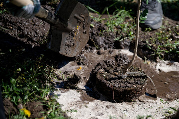 Fototapeta premium Close-up of a gardener filling a wet pit with soil around a new seedling's root ball. Outdoor horticulture, spring nature improvement, and agricultural fieldwork. Photo