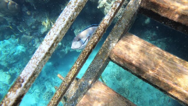 Fish swim near submerged metal stairs. Bluewater surrounds weathered rusted structures. Colorful tropical fish dart through broken framework. Aquatic life thrives among decayed human relics