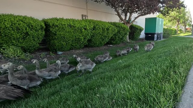 A large family of Canada geese with many goslings foraging on a green lawn.
