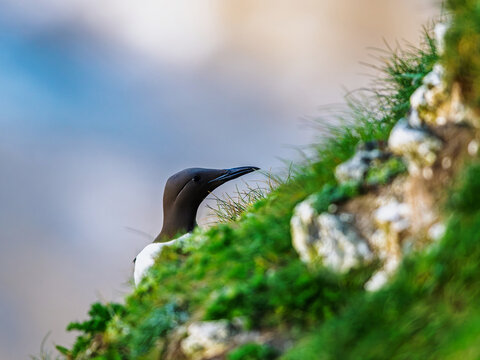 Guillemot, Uria Aalge, Bempton Cliffs, Yorkshire, England	