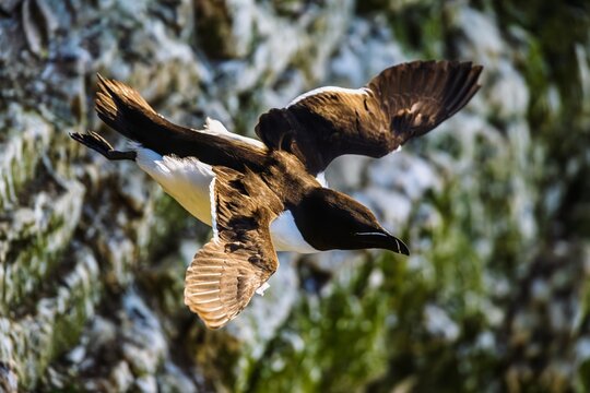 Guillemot, Uria Aalge, Bempton Cliffs, Yorkshire, England	