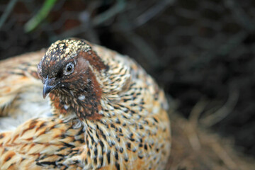 Obraz premium Outdoors: The Japanese quail in paradise