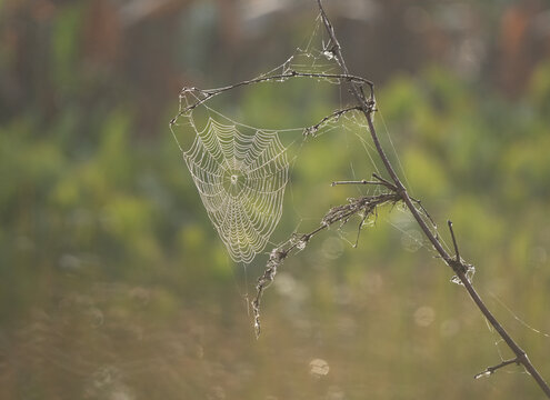 tela ara&ntilde;a