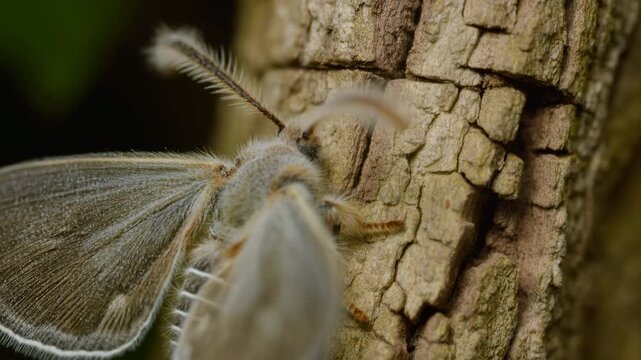 Close-up moth resting on textured tree bark