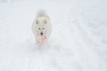 Naklejka premium A Samoyed dog plays with a puller on a winter walk.