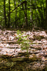 skrzyp  © Patryk