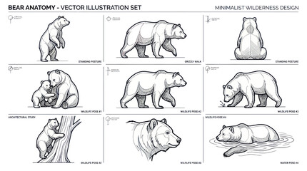 Bear Anatomy Vector Illustration Set: Wildlife and Nature © hana